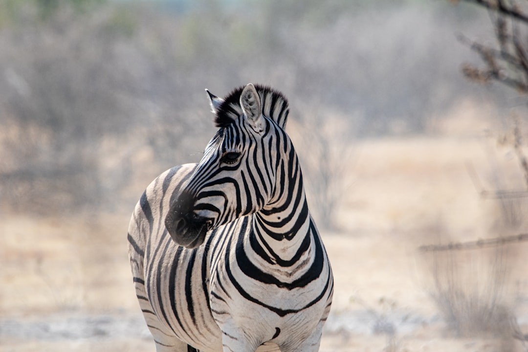 découvrez la namibie, un pays fascinant en afrique du sud-ouest, connu pour ses paysages époustouflants, ses déserts majestueux, sa faune sauvage exceptionnelle et sa riche culture. explorez des merveilles naturelles comme le désert du namib, le parc national d'etosha et les dunes de sossusvlei, tout en vivant une aventure inoubliable.