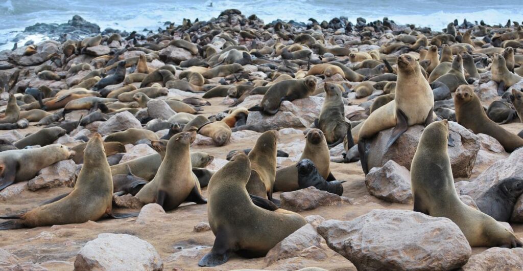 découvrez cape cross, une destination fascinante en namibie, célèbre pour sa colonie de phoques à la fourrure et ses paysages côtiers spectaculaires. profitez d'une expérience unique en pleine nature et explorez la beauté sauvage de cette région emblématique.