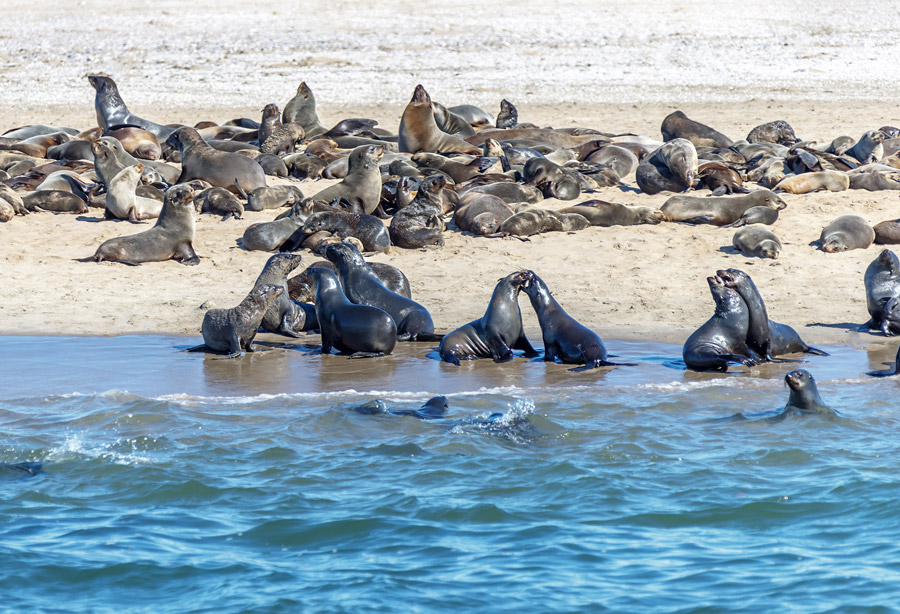 découvrez walvis bay, une charmante ville côtière en namibie, célèbre pour ses paysages époustouflants, ses lagunes riches en faune et ses activités passionnantes comme le kitesurf et l'observation des flamants roses.