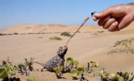 découvrez swakopmund, une destination unique alliant l'aventure océanique aux merveilles du désert. profitez d'activités palpitantes comme le sandboarding, le kayak et l'exploration des côtes namibiennes, tout en savourant la beauté naturelle de ce lieu fascinant.