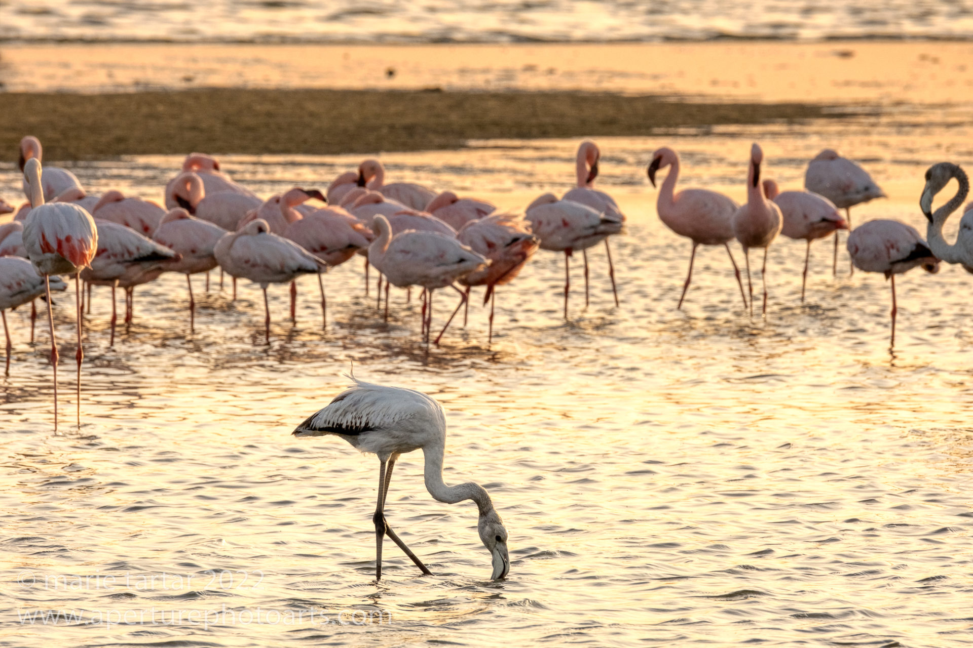 découvrez walvis bay, une magnifique ville côtière en namibie, célèbre pour ses paysages à couper le souffle, ses colonies de phoques et ses activités nautiques palpitantes. explorez les lagunes, les dunes de sable et vivez une expérience unique au cœur de la nature.