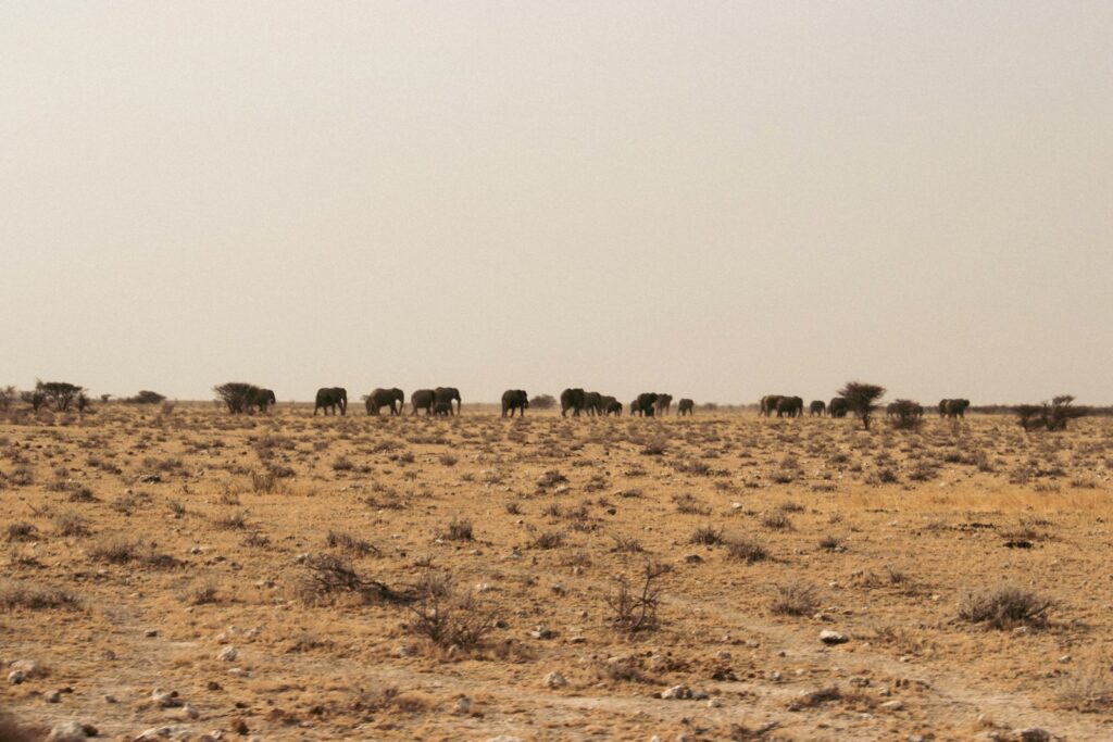 Éléphants en Namibie
