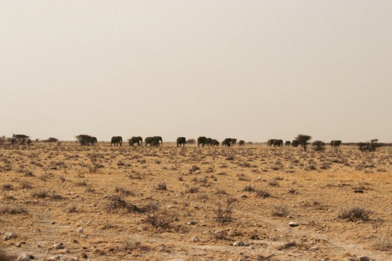 Éléphants en Namibie