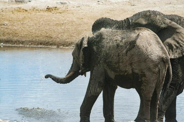 Deux éléphants s’aspergent d’eau au bord d’un point d’eau du parc national d’Etosha